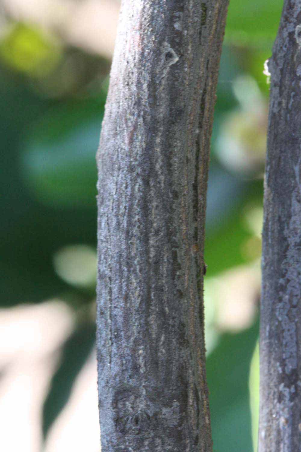              Second - third year twig (Riverside, CA)       